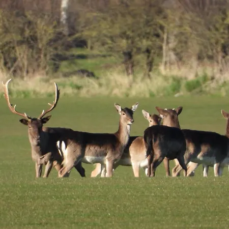Hollicarrs - Dragonfly Lodge
