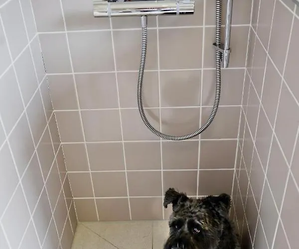 Hollicarrs - Dragonfly