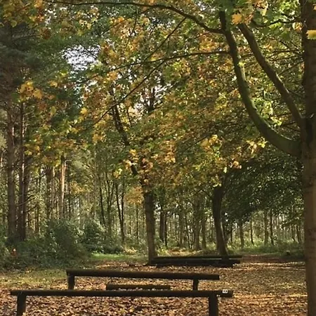 Hollicarrs - Dragonfly * York