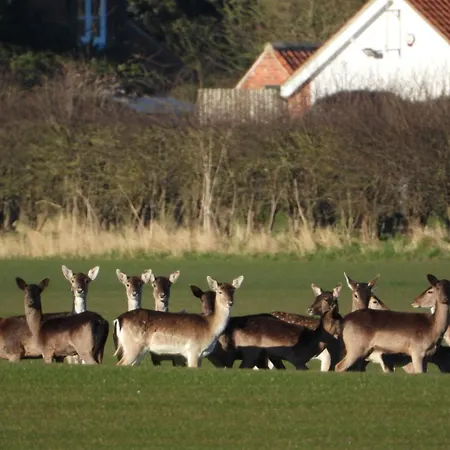 Hollicarrs - Dragonfly