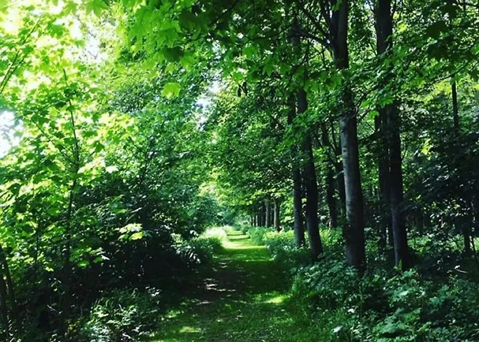 Hollicarrs - Dragonfly *