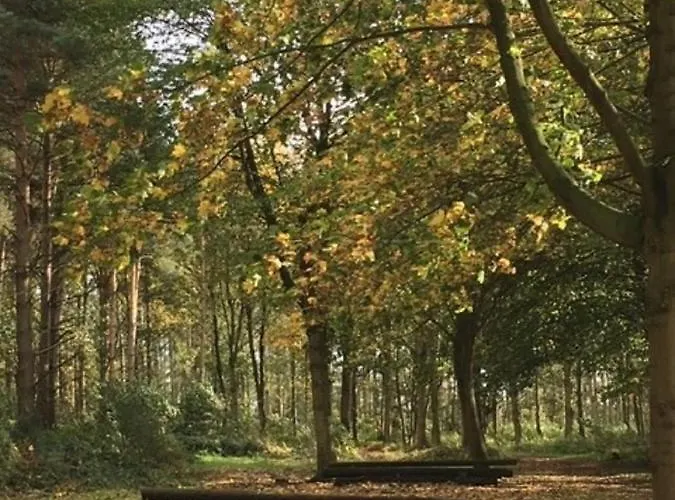 Hollicarrs - Dragonfly * York