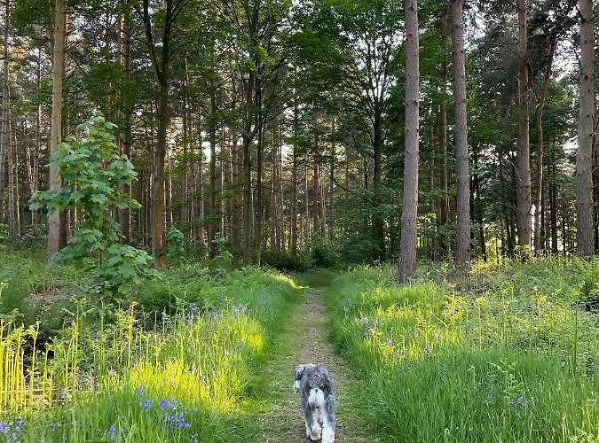 Hollicarrs - Dragonfly York