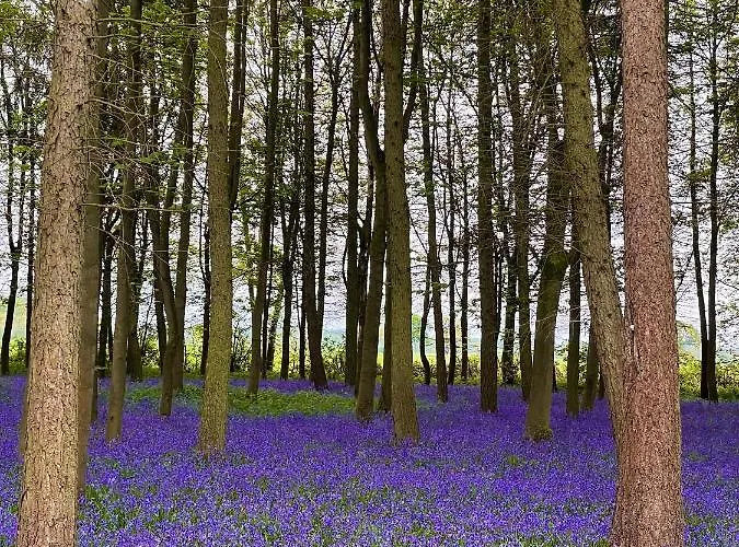 Hollicarrs - Dragonfly