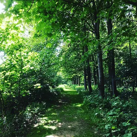 Hollicarrs - Dragonfly *