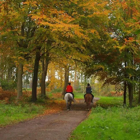 Hytte Hollicarrs - Dragonfly *