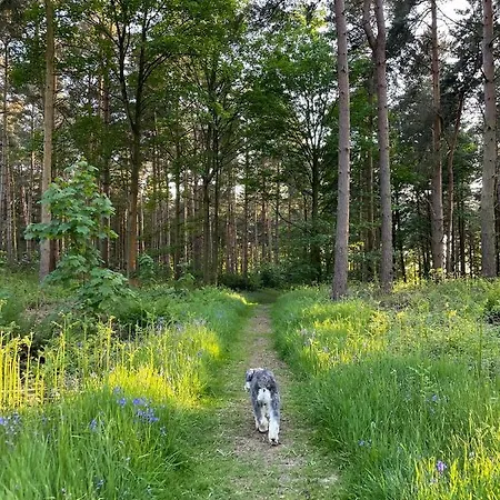 Hollicarrs - Dragonfly York