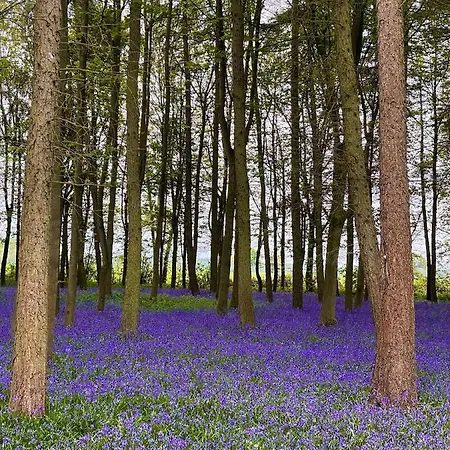 Hollicarrs - Dragonfly