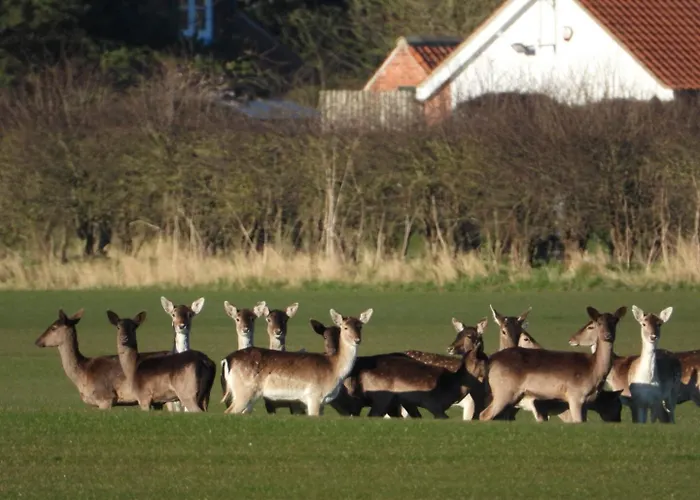 Hollicarrs - Dragonfly