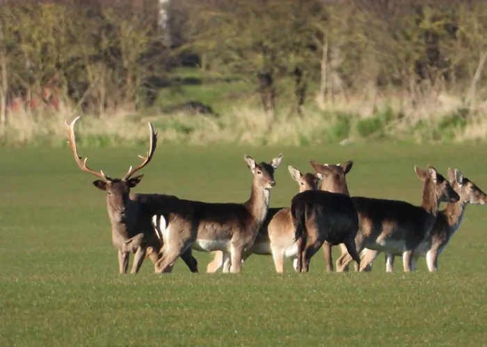 Hollicarrs - Dragonfly Lodge